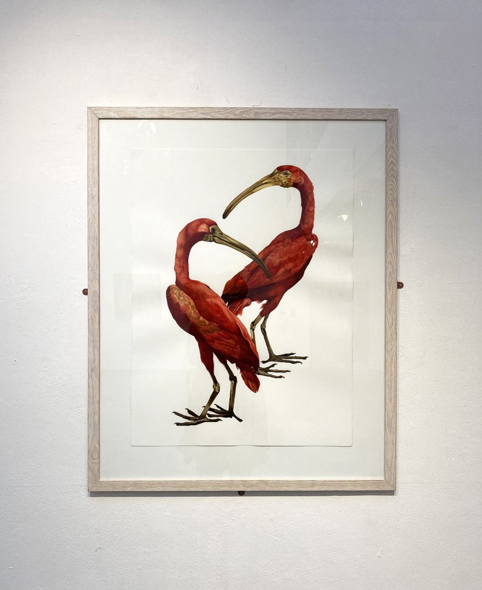 Kathryn Poole Scarlet Ibis